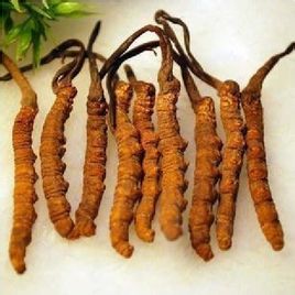 长春回收冬虫夏草